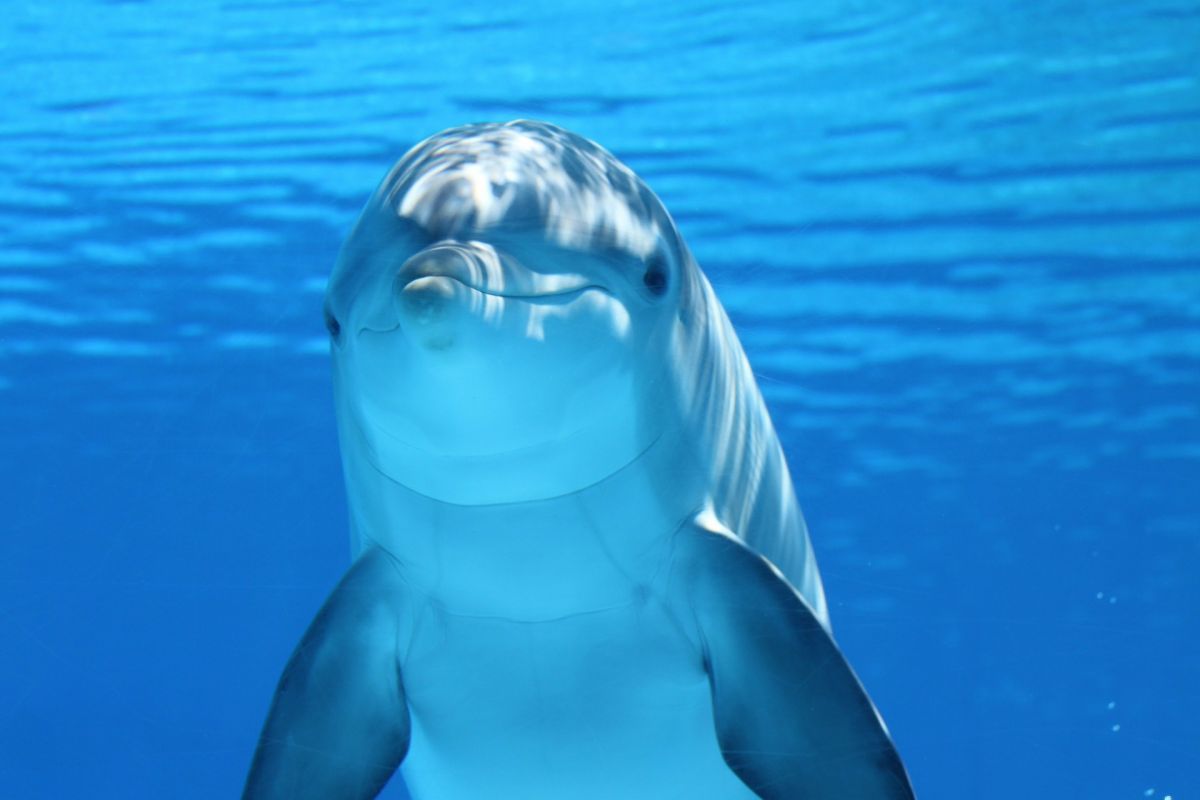 Lidé se snaží rozluštit jazyk delfínů